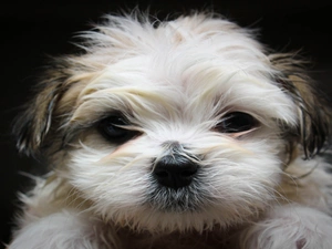 Shih Tzu, muzzle