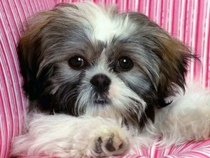 Shih Tzu, Puppy
