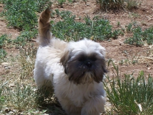 Shih Tzu