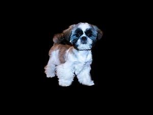 Shih Tzu