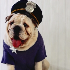 Shirt, Hat, dog, Buldog, sheriff
