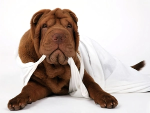 Brown, White, T-shirt, Shar Pei