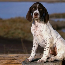 dog, shooting, pretty