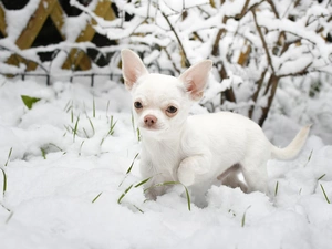 dog, snow, Bush, Short-haired Chihuahua