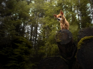 dog, Wood, forest, Short-haired Chihuahua