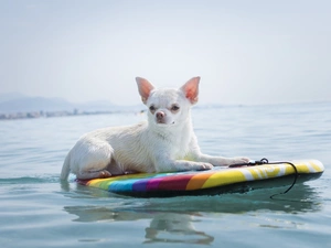 dog, board, water, Short-haired Chihuahua