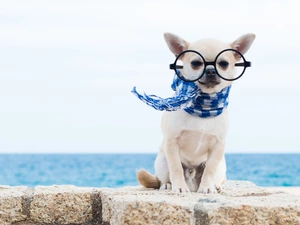 Scarf, Short-haired Chihuahua, Glasses