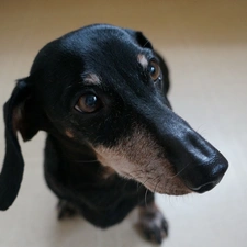 Shorthair, dachshund