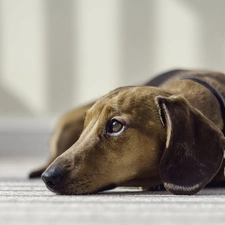 dachshund, Shorthair, dog