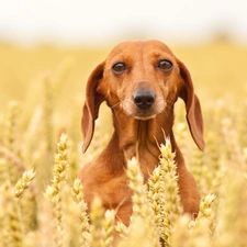 dachshund, Shorthair, dog