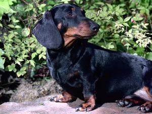 Shorthair, dachshund