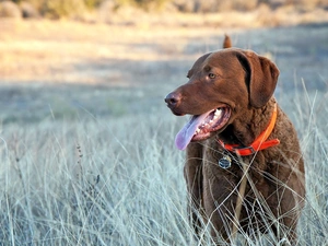 german, Shorthair, pointer