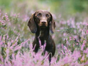 heathers, Brown, Dachshund Shorthair
