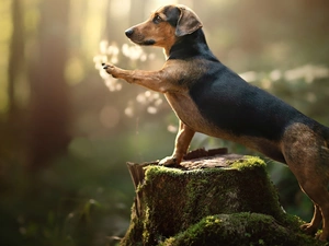 trunk, dog, Dachshund Shorthair