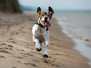 Beaches, Tounge, German Shorthaired Pointer, sea, dog