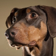 Shorthaired, German, muzzle, setter