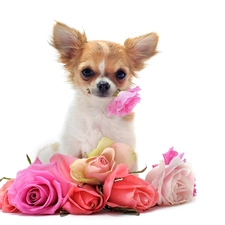 showered, roses, little dog