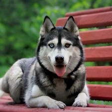 Siberian Husky, Bench, dog