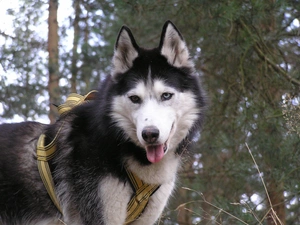 braces, Siberian Husky