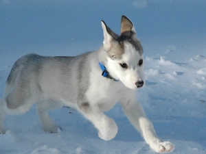 Siberian Husky, snow, doggy, Puppy