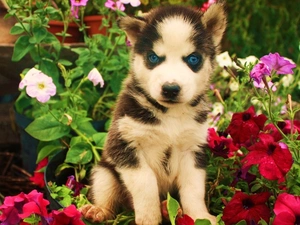 Siberian Husky, Flowers, Puppy