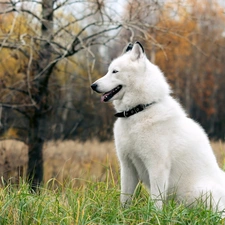 forest, Siberian Husky