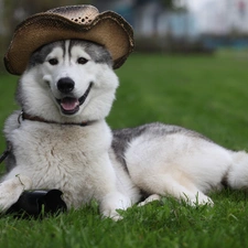 Hat, Siberian Husky