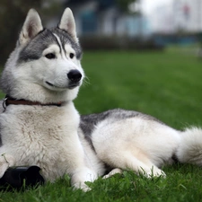 Siberian Husky