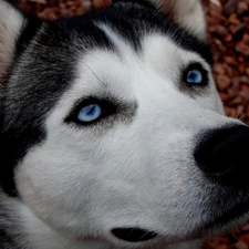 Siberian Husky