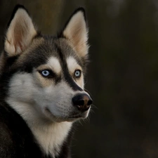 Siberian Husky