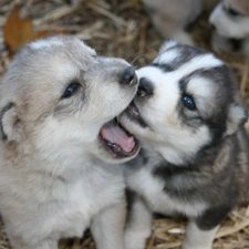 puppies, Siberian Husky