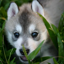 Puppy, Siberian Husky