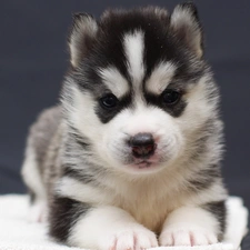 Puppy, Siberian Husky