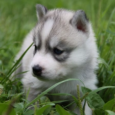 Puppy, Siberian Husky