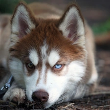 Puppy, Siberian Husky