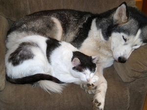 Siberian Husky, dog, sleepy, cat