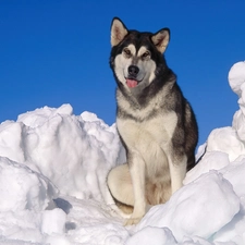 Siberian Husky, snow, doggy