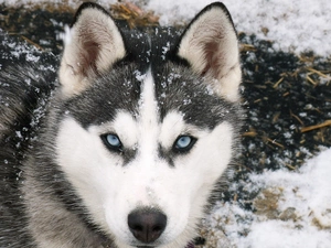 snow, Siberian Husky