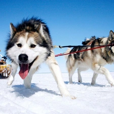 team, Siberian Husky