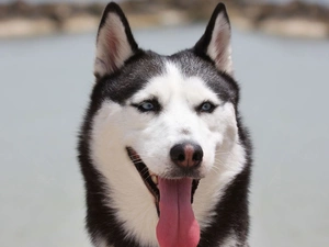 Tounge, Siberian Husky