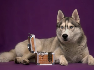 trunk, Siberian Husky