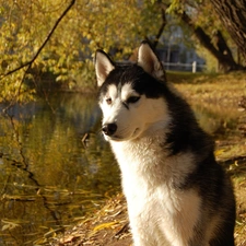 water, Siberian Husky
