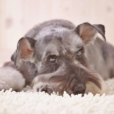 silver, Schnauzer