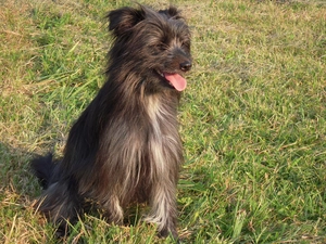 Berger des Pyrénées, sitter, Pyrenean Shepherd