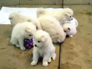 Samojed, six puppies
