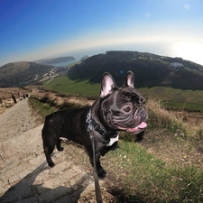 Sky, grass, French Bulldog, Way