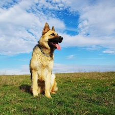 Sky, grass, sheep-dog, Tounge