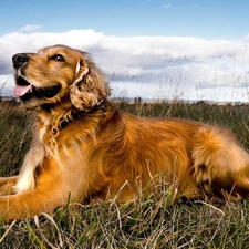 Sky, grass, dog, clouds, Golden Retriever