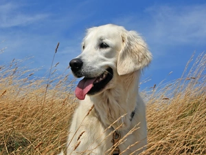 Sky, Golden Retriever, grass