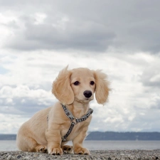 water, Sky, dachshund